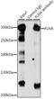 Filamin A antibody, 13-324, ProSci, Immunoprecipitation image 