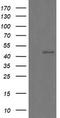 CHGA antibody, TA506096BM, Origene, Western Blot image 