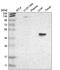 Gamma-Butyrobetaine Hydroxylase 1 antibody, PA5-52455, Invitrogen Antibodies, Western Blot image 