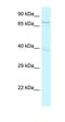 Olfactory Receptor Family 1 Subfamily S Member 1 (Gene/Pseudogene) antibody, orb326307, Biorbyt, Western Blot image 