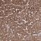 Proteasome 26S Subunit, Non-ATPase 6 antibody, PA5-57870, Invitrogen Antibodies, Immunohistochemistry frozen image 
