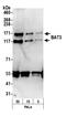 BAT3 antibody, A302-039A, Bethyl Labs, Western Blot image 