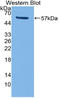 CD8 antibody, LS-C314710, Lifespan Biosciences, Western Blot image 