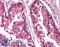 Toll Like Receptor Adaptor Molecule 1 antibody, LS-B1412, Lifespan Biosciences, Immunohistochemistry frozen image 