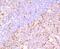 FKBP Prolyl Isomerase 5 antibody, A04182-1, Boster Biological Technology, Immunohistochemistry paraffin image 