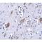 Atonal BHLH Transcription Factor 8 antibody, LS-C108489, Lifespan Biosciences, Immunohistochemistry paraffin image 