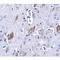 Protein atonal homolog 8 antibody, LS-C108489, Lifespan Biosciences, Immunohistochemistry paraffin image 