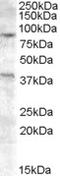 Exonuclease 1 antibody, EB08306, Everest Biotech, Western Blot image 