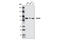 Signal Transducer And Activator Of Transcription 5A antibody, 4807S, Cell Signaling Technology, Western Blot image 
