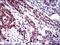 Calmegin antibody, NBP2-37395, Novus Biologicals, Immunohistochemistry frozen image 