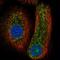 Caspase 14 antibody, NBP2-33906, Novus Biologicals, Immunocytochemistry image 