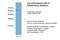 LIM/homeobox protein Lhx6 antibody, PA5-40560, Invitrogen Antibodies, Western Blot image 