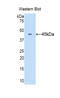 CD40 Ligand antibody, LS-C293363, Lifespan Biosciences, Western Blot image 