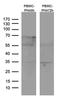 Rat CD152 antibody, LS-C798766, Lifespan Biosciences, Western Blot image 
