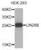 Protein lin-28 homolog B antibody, STJ111595, St John