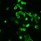 Glutamate Metabotropic Receptor 2 antibody, 720275, Invitrogen Antibodies, Immunocytochemistry image 