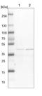 Glutaredoxin 3 antibody, NBP1-90021, Novus Biologicals, Western Blot image 