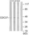 Cell Division Cycle 37 antibody, abx013935, Abbexa, Western Blot image 