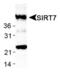 Sirtuin 7 antibody, PA1-46469, Invitrogen Antibodies, Western Blot image 