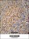 Microtubule Associated Protein RP/EB Family Member 1 antibody, 62-452, ProSci, Immunohistochemistry paraffin image 
