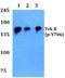 BDNF/NT-3 growth factors receptor antibody, A01388Y706, Boster Biological Technology, Western Blot image 