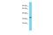 Olfactory receptor 806 antibody, A30201, Boster Biological Technology, Western Blot image 