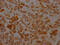 Serpin Family H Member 1 antibody, CSB-RA699016A0HU, Cusabio, Immunohistochemistry frozen image 