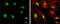 Nucleophosmin 1 antibody, GTX112654, GeneTex, Immunofluorescence image 