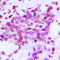 Hexokinase 1 antibody, LS-C356105, Lifespan Biosciences, Immunohistochemistry frozen image 