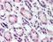 Ras Responsive Element Binding Protein 1 antibody, AP07160PU-N, Origene, Immunohistochemistry paraffin image 