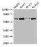 Heterogeneous Nuclear Ribonucleoprotein L antibody, A59398-100, Epigentek, Western Blot image 