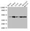 Purinergic Receptor P2X 4 antibody, CSB-PA859513LA01HU, Cusabio, Western Blot image 