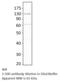 Adenylate Cyclase 6 antibody, MBS540560, MyBioSource, Western Blot image 