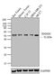 SMAD2 antibody, 51-1300, Invitrogen Antibodies, Western Blot image 