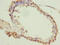 Cell Division Cycle 7 antibody, orb39455, Biorbyt, Immunohistochemistry paraffin image 