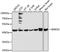 WW Domain Containing Oxidoreductase antibody, A12653, ABclonal Technology, Western Blot image 