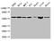 ETS Proto-Oncogene 2, Transcription Factor antibody, orb46768, Biorbyt, Western Blot image 