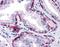 Keratin 81 antibody, orb89634, Biorbyt, Immunohistochemistry paraffin image 