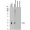 Trefoil Factor 2 antibody, AF4077, R&D Systems, Western Blot image 