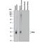 Spasmolytic polypeptide antibody, AF4077, R&D Systems, Western Blot image 