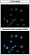 ElaC Ribonuclease Z 1 antibody, GTX118123, GeneTex, Immunofluorescence image 