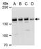 PHD Finger Protein 2 antibody, PA5-35949, Invitrogen Antibodies, Western Blot image 