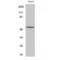 Retinoid X Receptor Gamma antibody, LS-C385960, Lifespan Biosciences, Western Blot image 