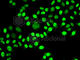 Nuclear Distribution C, Dynein Complex Regulator antibody, A6678, ABclonal Technology, Immunofluorescence image 