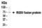 Regulator Of G Protein Signaling 9 antibody, XW-7538, ProSci, Western Blot image 