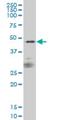 Signal Regulatory Protein Alpha antibody, H00140885-M01, Novus Biologicals, Western Blot image 