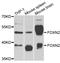 Forkhead Box N2 antibody, STJ29265, St John