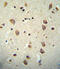 Axonin-1 antibody, abx032636, Abbexa, Immunohistochemistry frozen image 