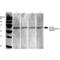 Synaptotagmin 7 antibody, 56533, QED Bioscience, Western Blot image 