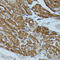 Peptidyl-prolyl cis-trans isomerase FKBP1B antibody, 16-579, ProSci, Immunohistochemistry frozen image 